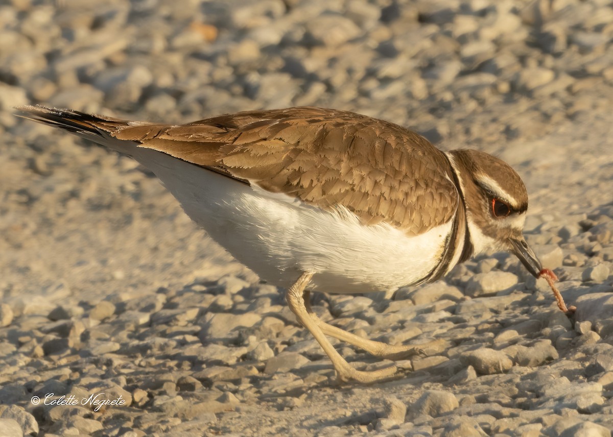 Killdeer - ML615890006