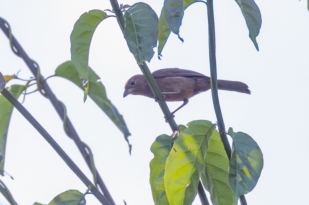 Ruby-crowned Tanager - Charlie Bostwick