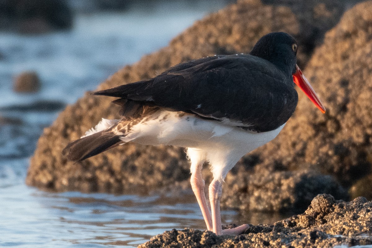 American Oystercatcher - ML615890134