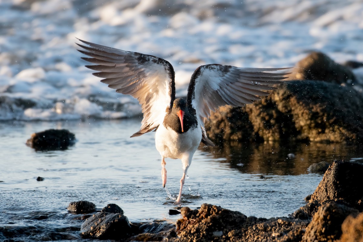 American Oystercatcher - ML615890205