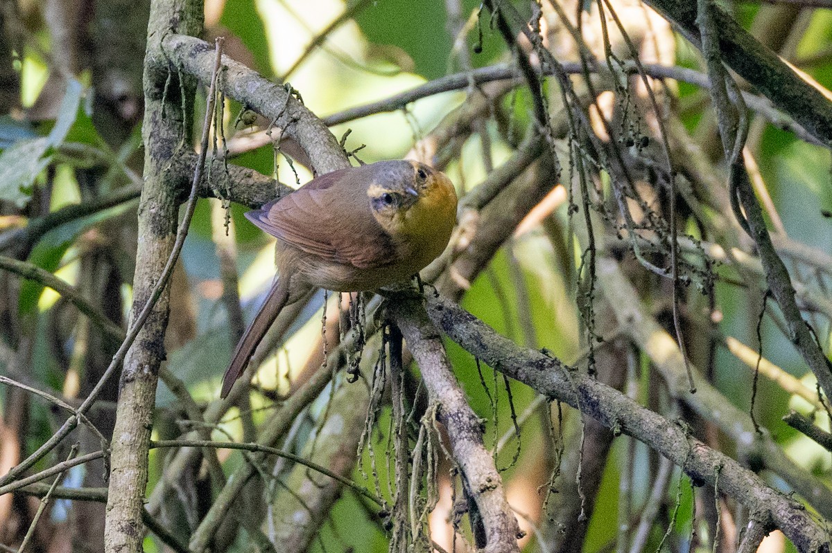 Ochre-breasted Foliage-gleaner - ML615890206