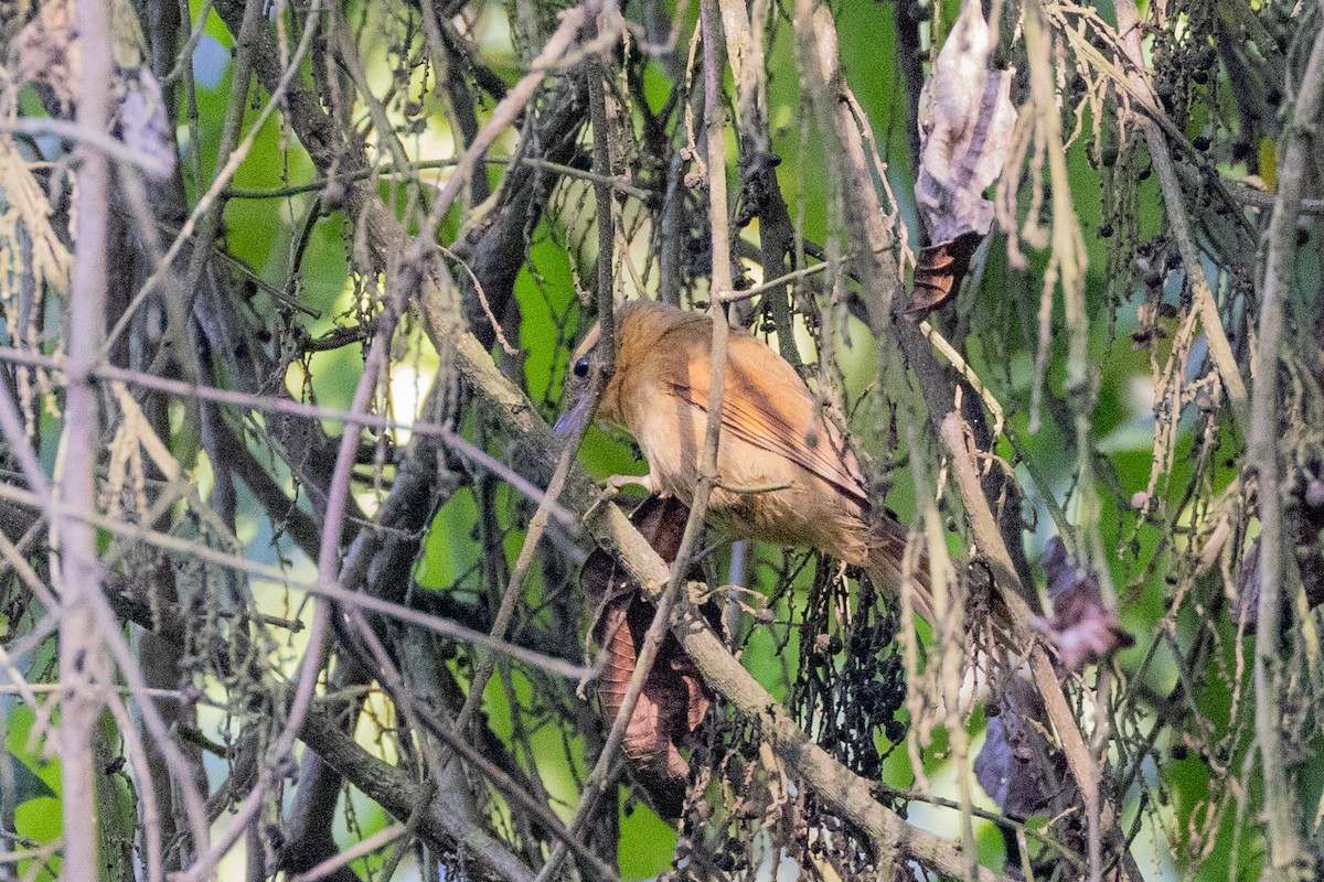 Ochre-breasted Foliage-gleaner - ML615890207