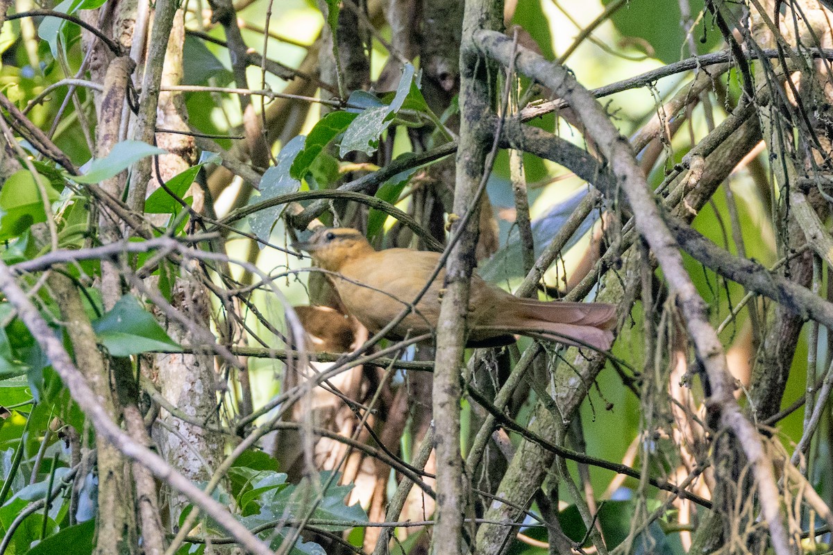 Ochre-breasted Foliage-gleaner - ML615890208