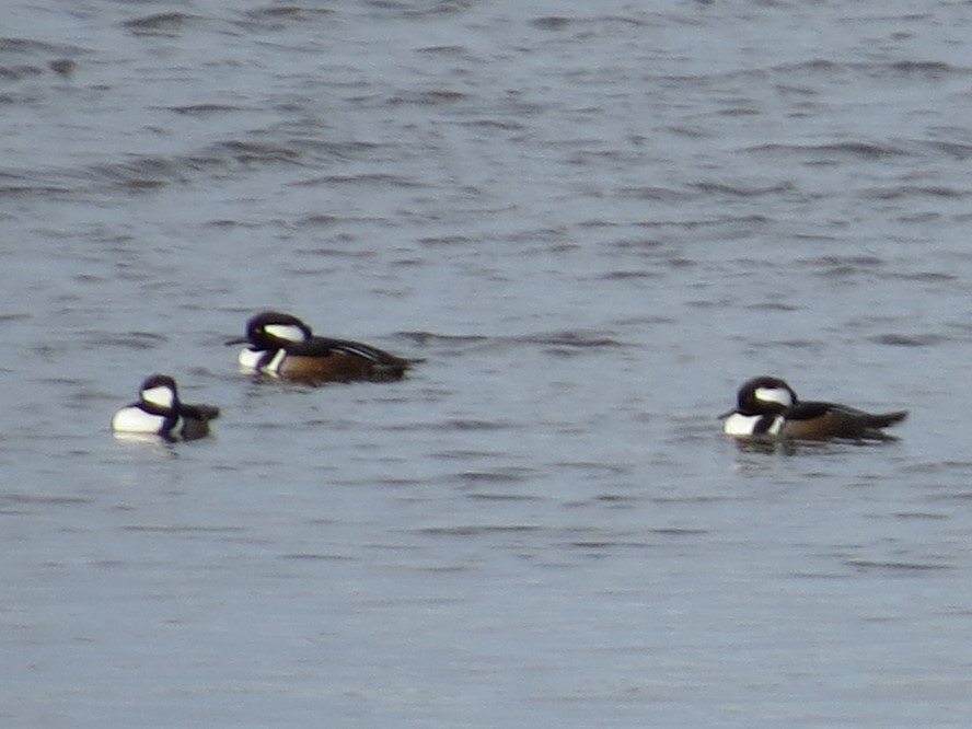 Hooded Merganser - Robin Maercklein