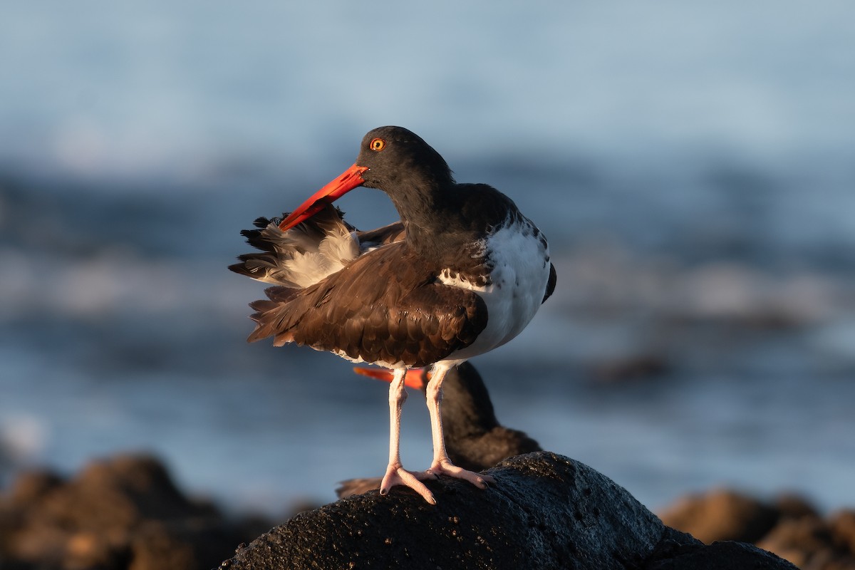 American Oystercatcher - ML615890221