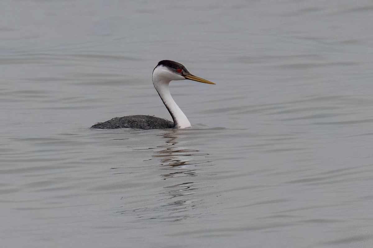 Western Grebe - ML615890222