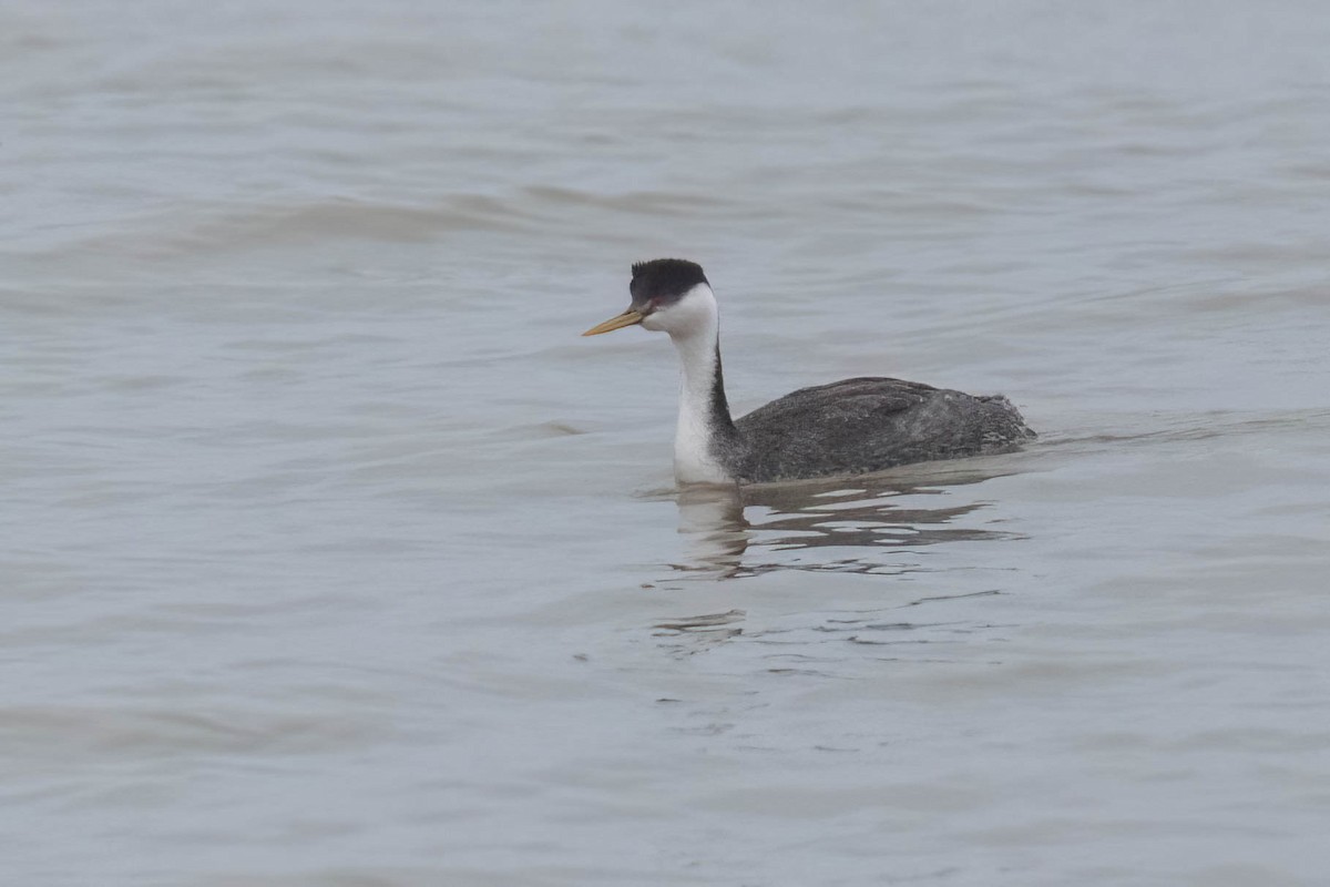 Western Grebe - ML615890223