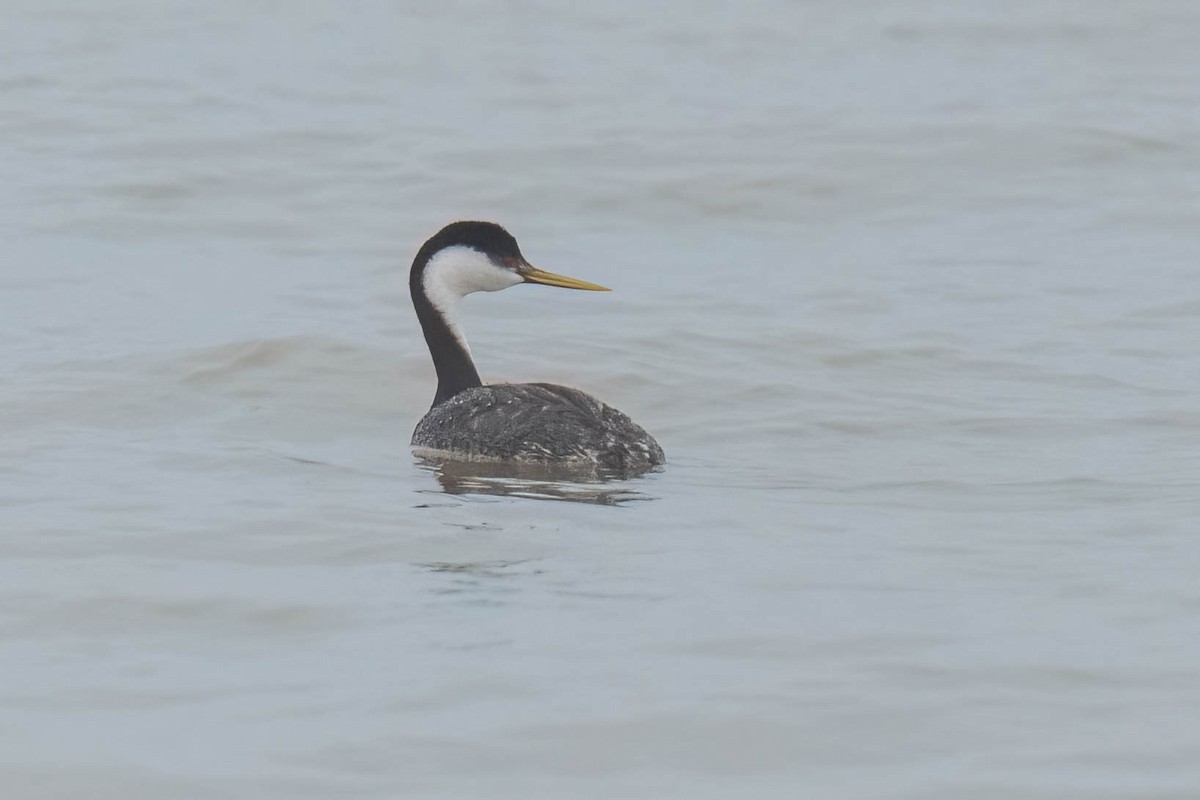 Western Grebe - ML615890225