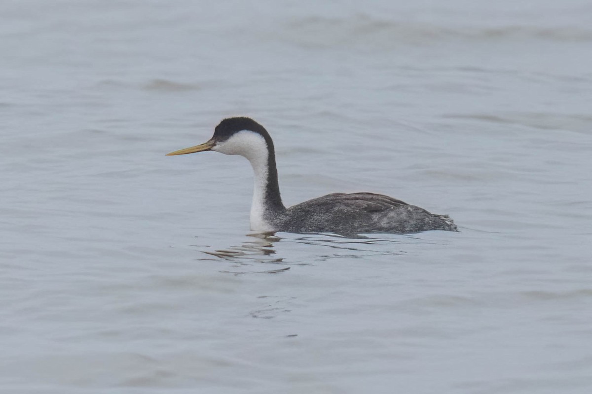 Western Grebe - ML615890226