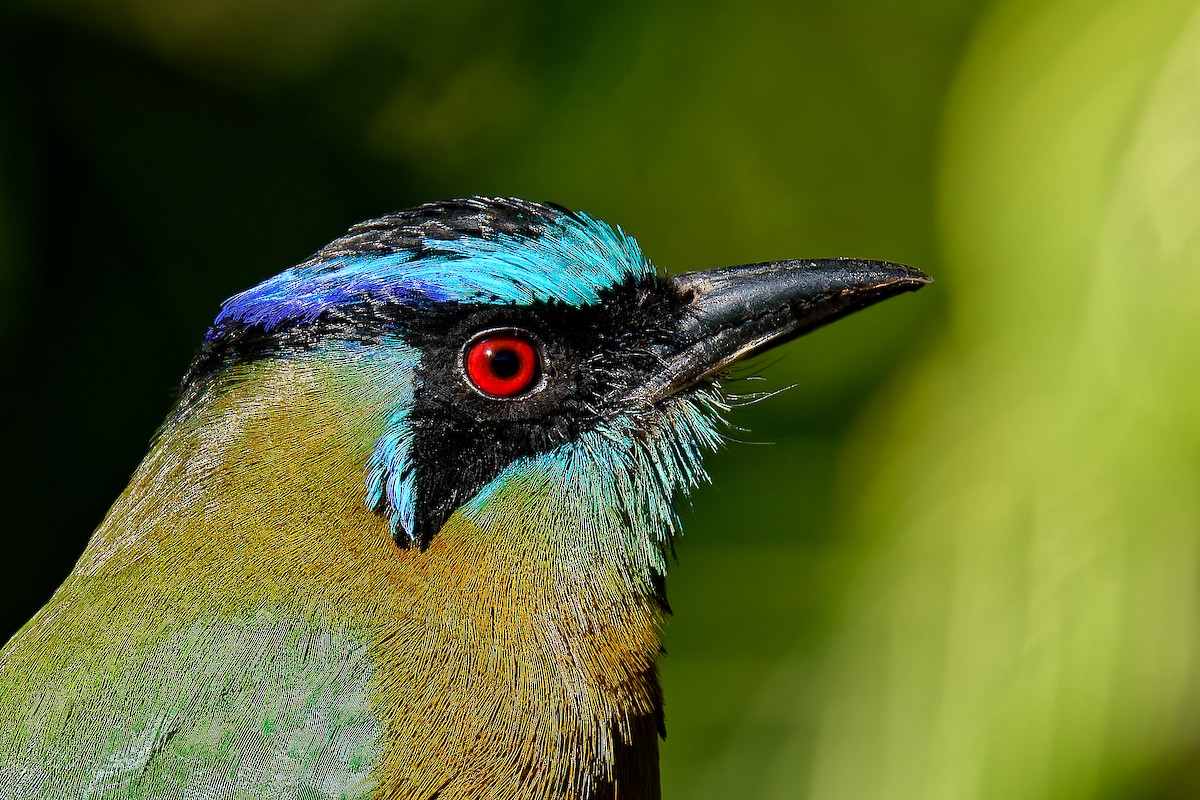 Motmot de Lesson - ML615890241