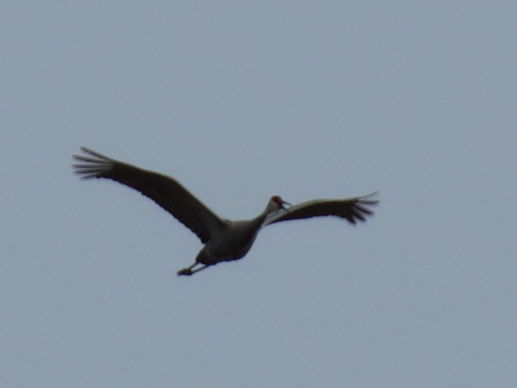 Sandhill Crane - Robin Maercklein