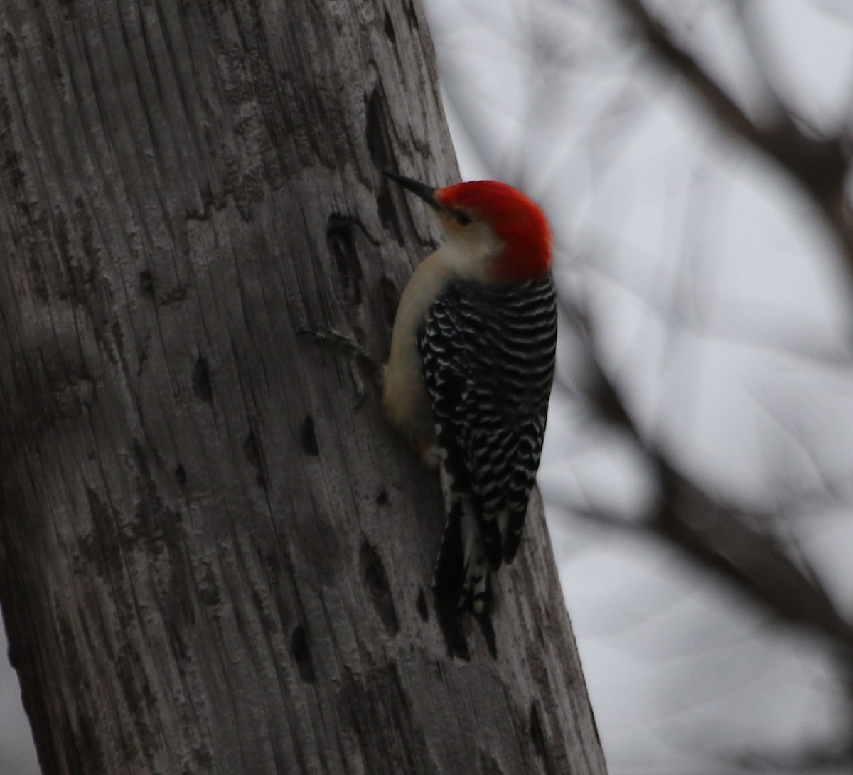 Red-bellied Woodpecker - River Ahlquist