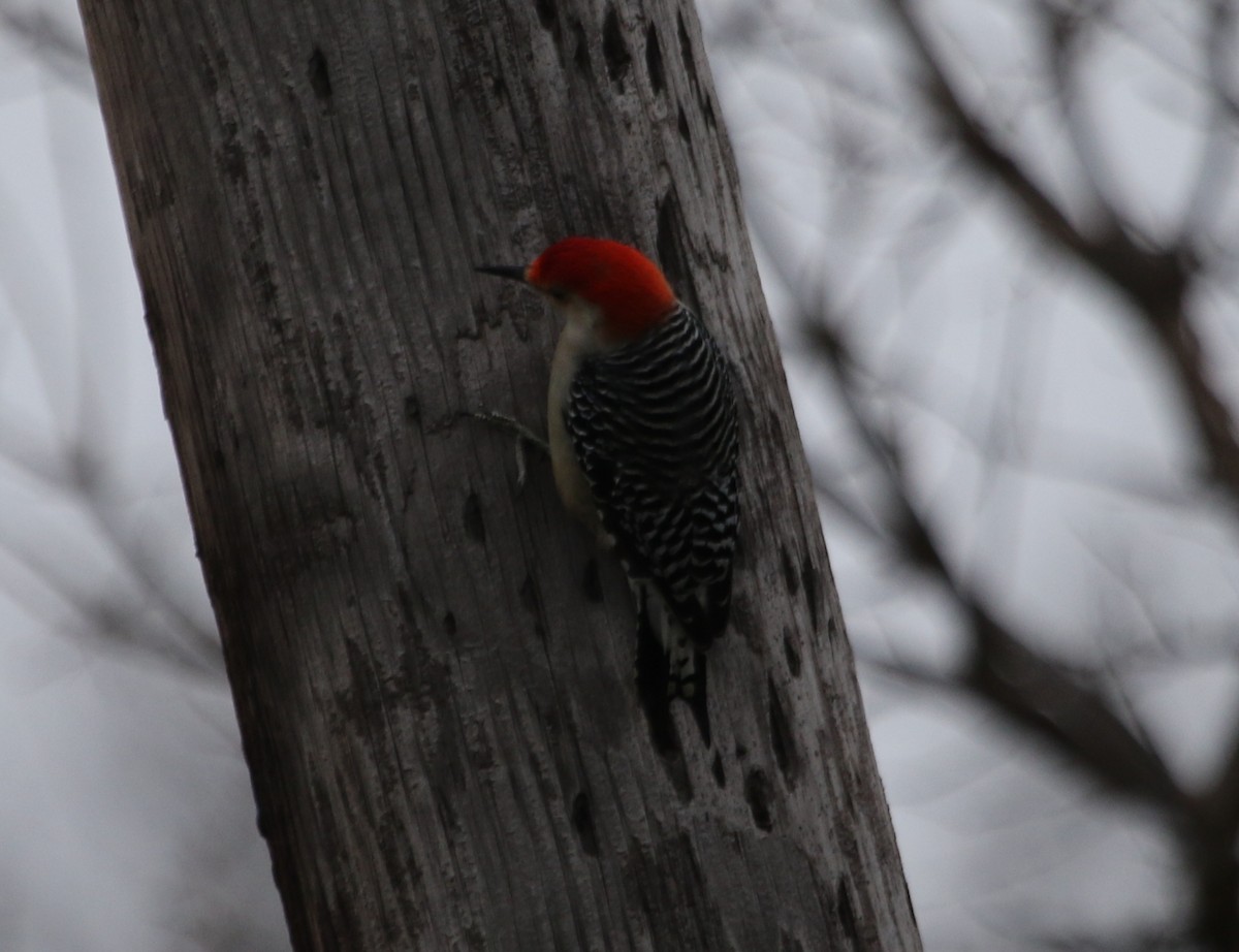 Red-bellied Woodpecker - River Ahlquist