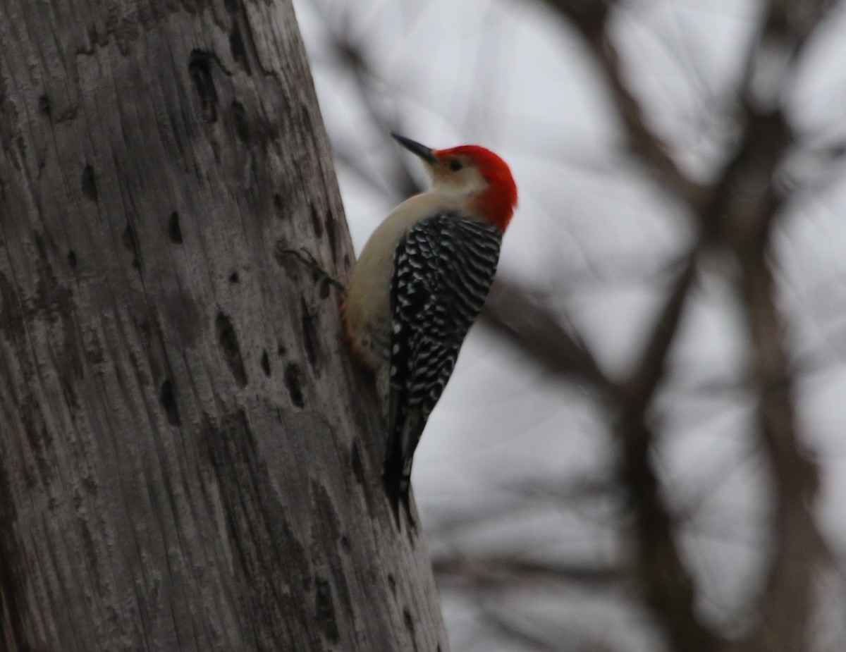 Red-bellied Woodpecker - River Ahlquist