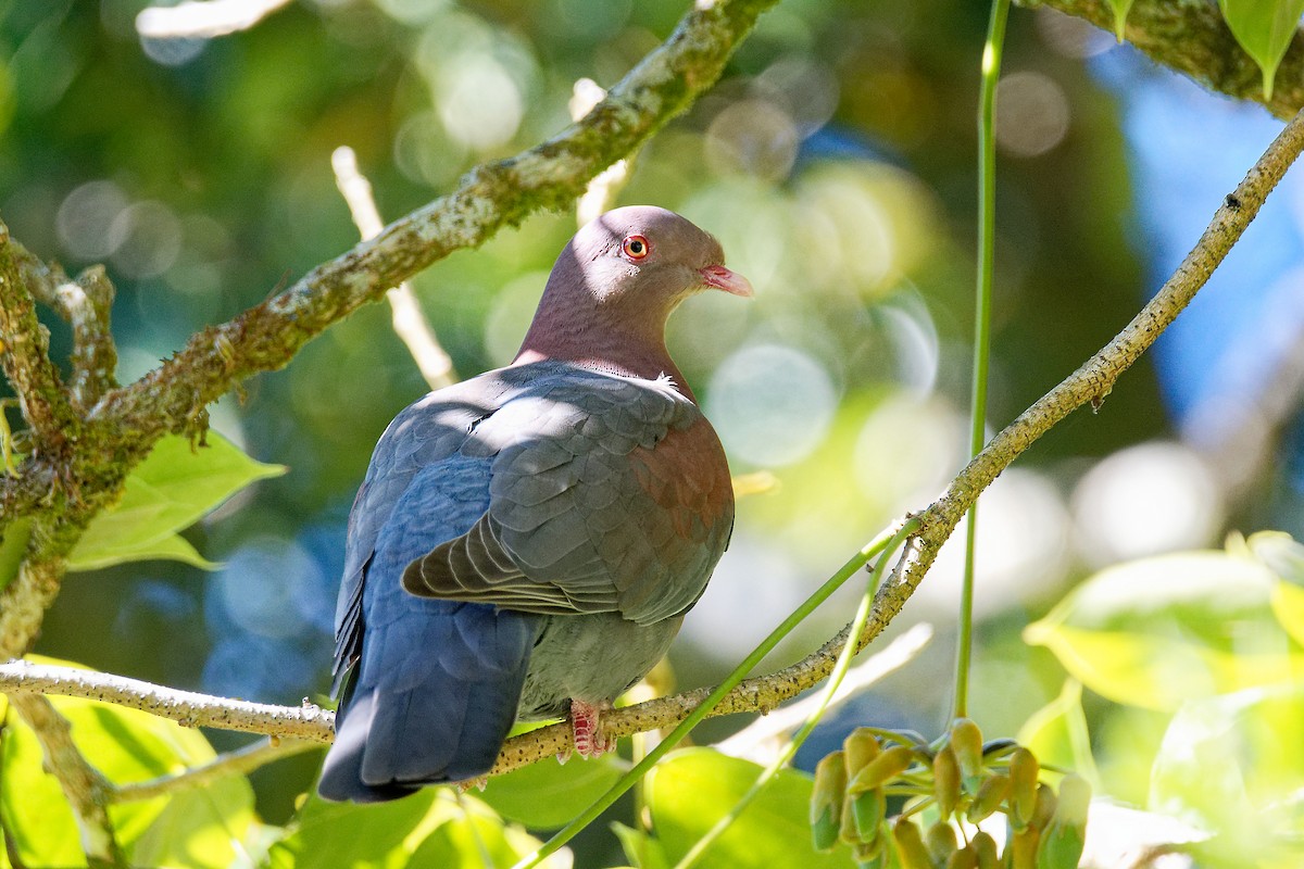 Red-billed Pigeon - Matthew Cameron
