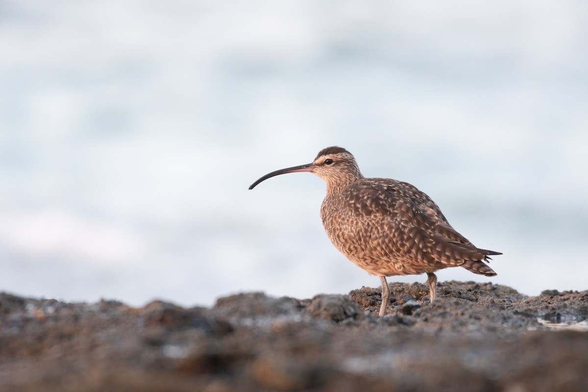 Whimbrel - ML615890274