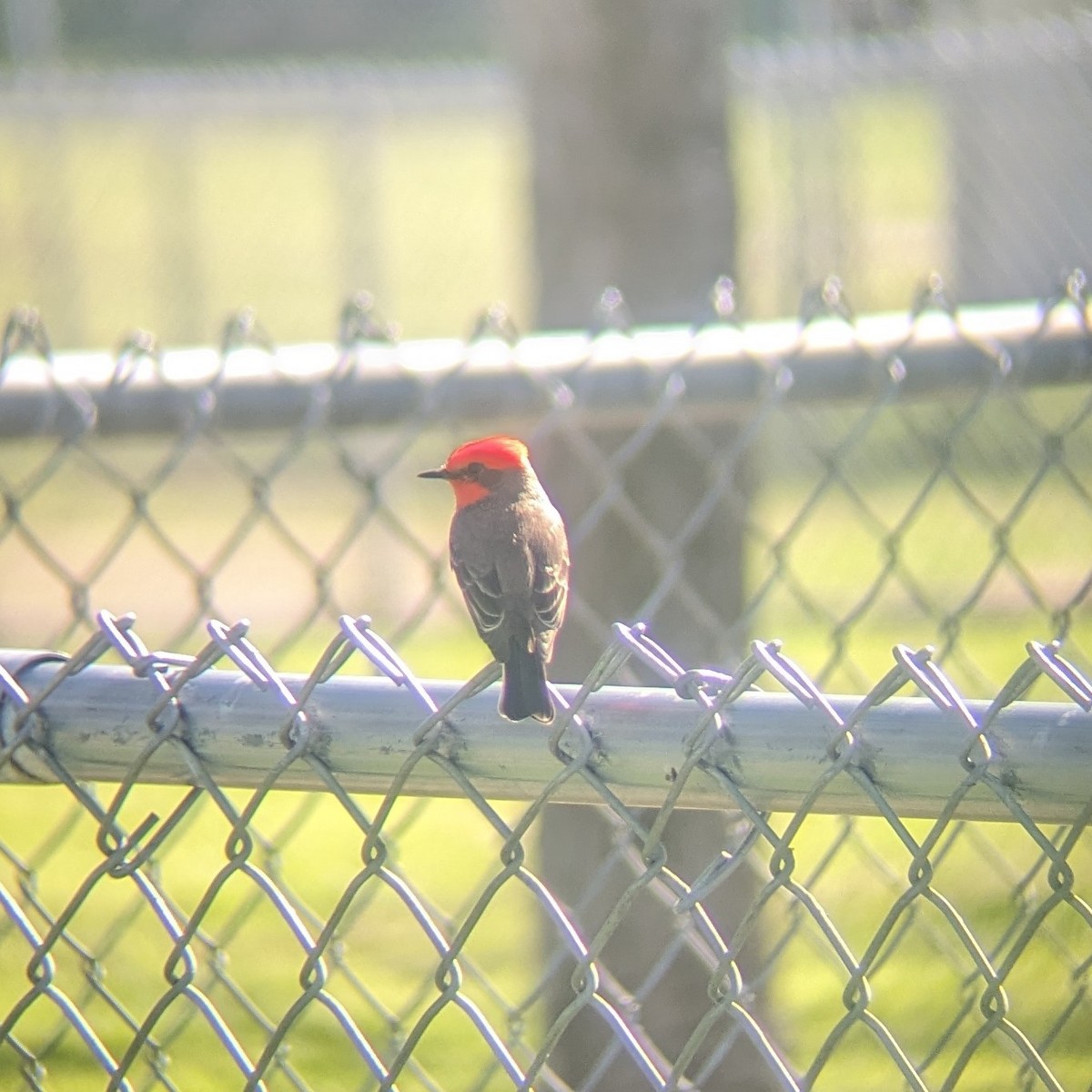 Vermilion Flycatcher - ML615890279