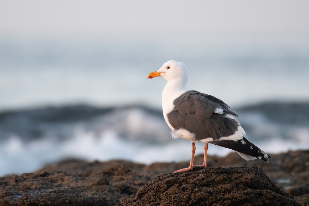 Western Gull - ML615890283