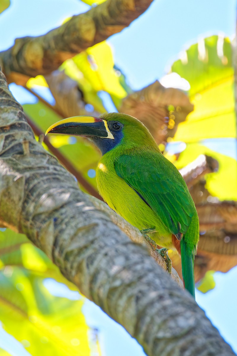 arassari smaragdový - ML615890287