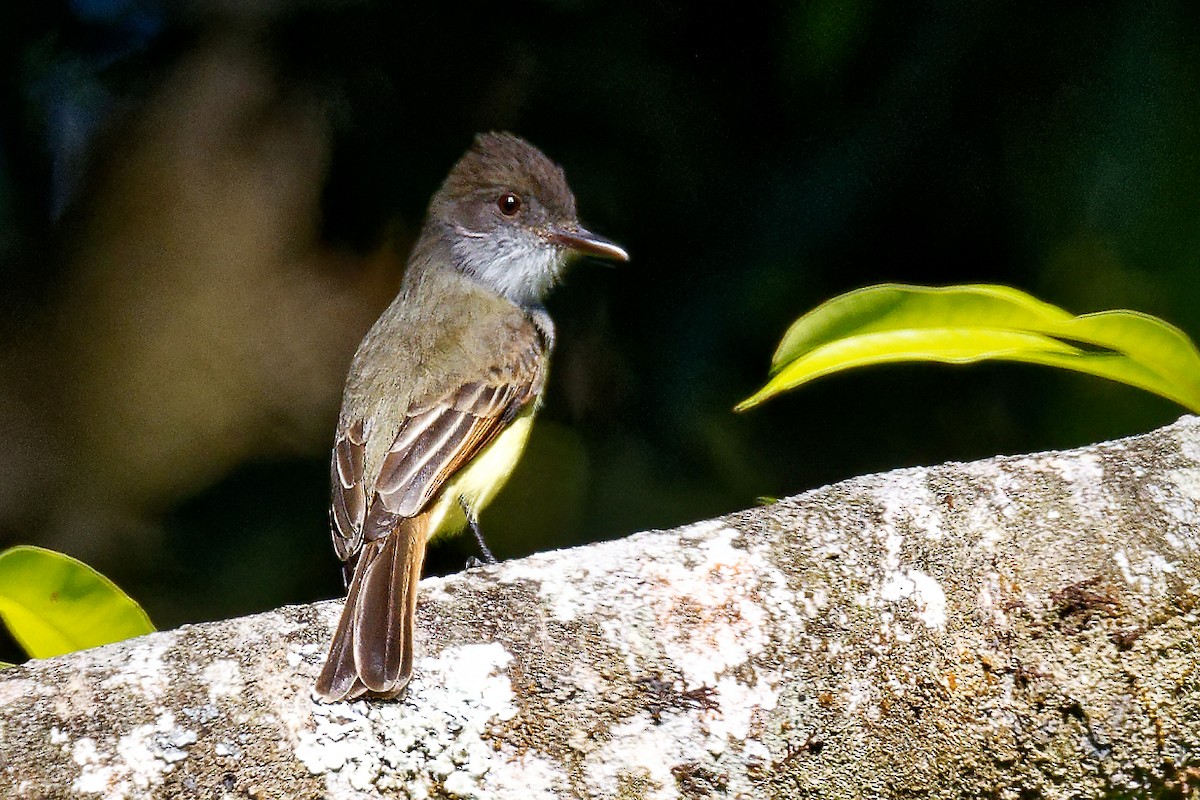 Dusky-capped Flycatcher - ML615890296