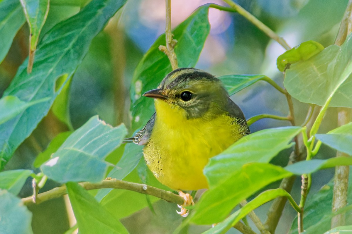 Golden-crowned Warbler - ML615890300