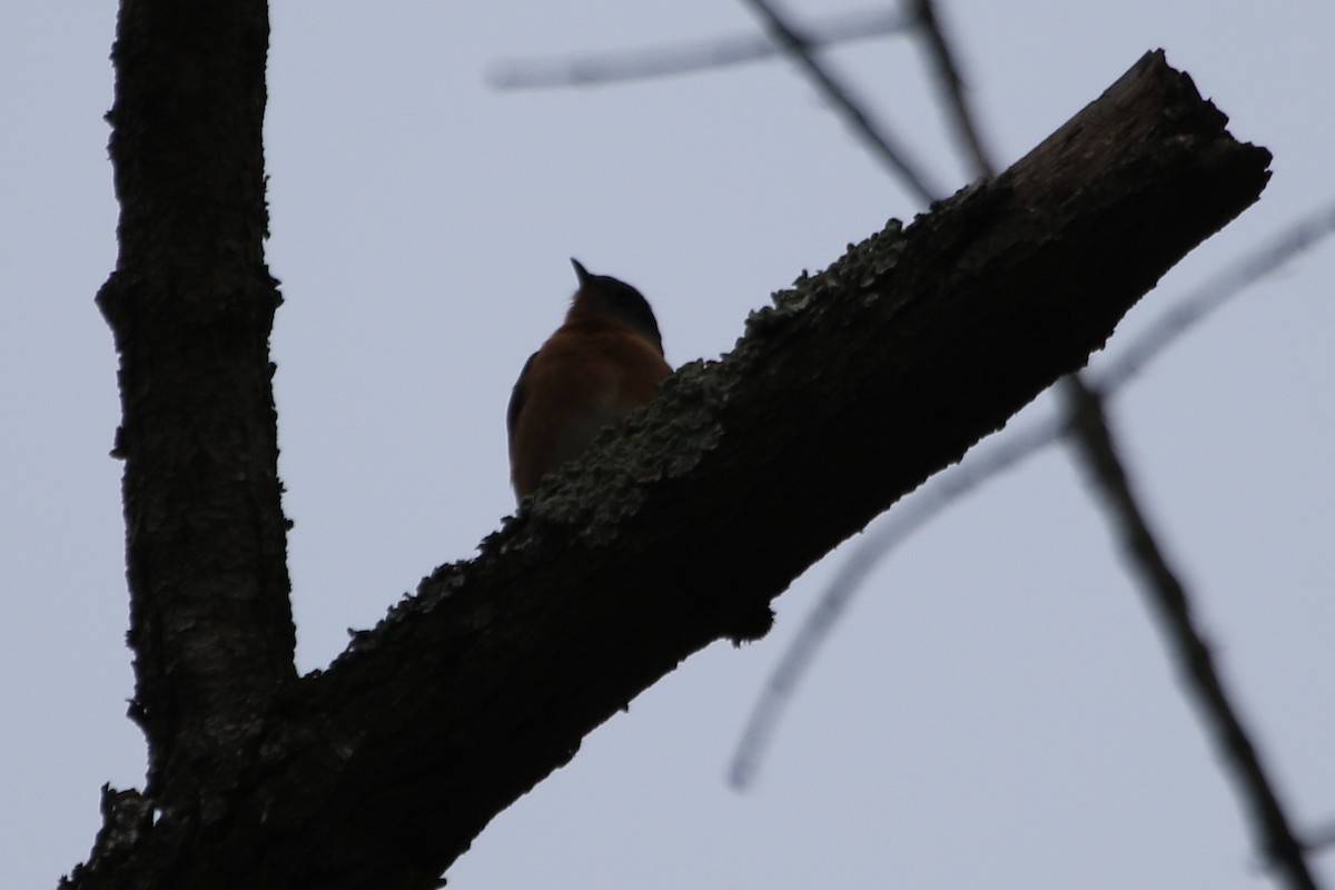 Eastern Bluebird - ML615890309