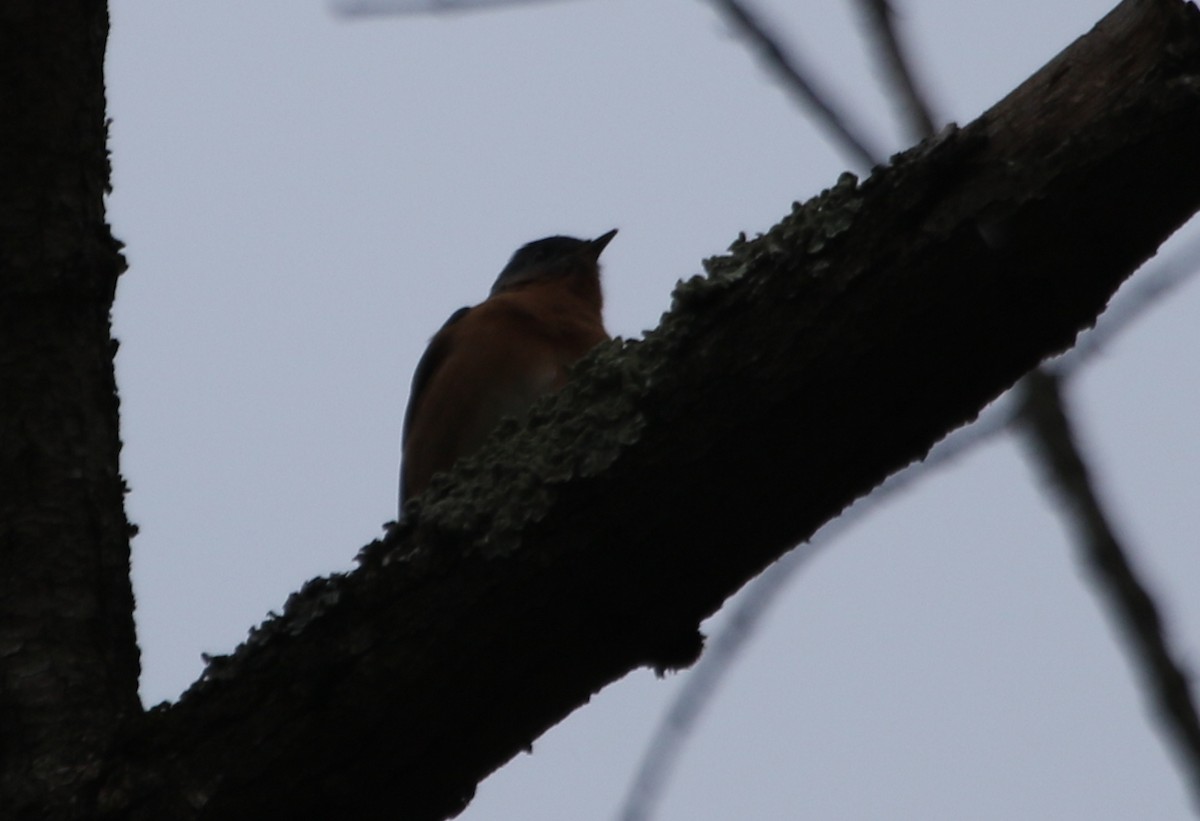 Eastern Bluebird - ML615890310