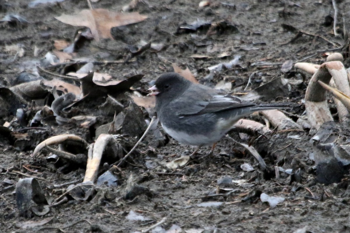 Dark-eyed Junco - ML615890327