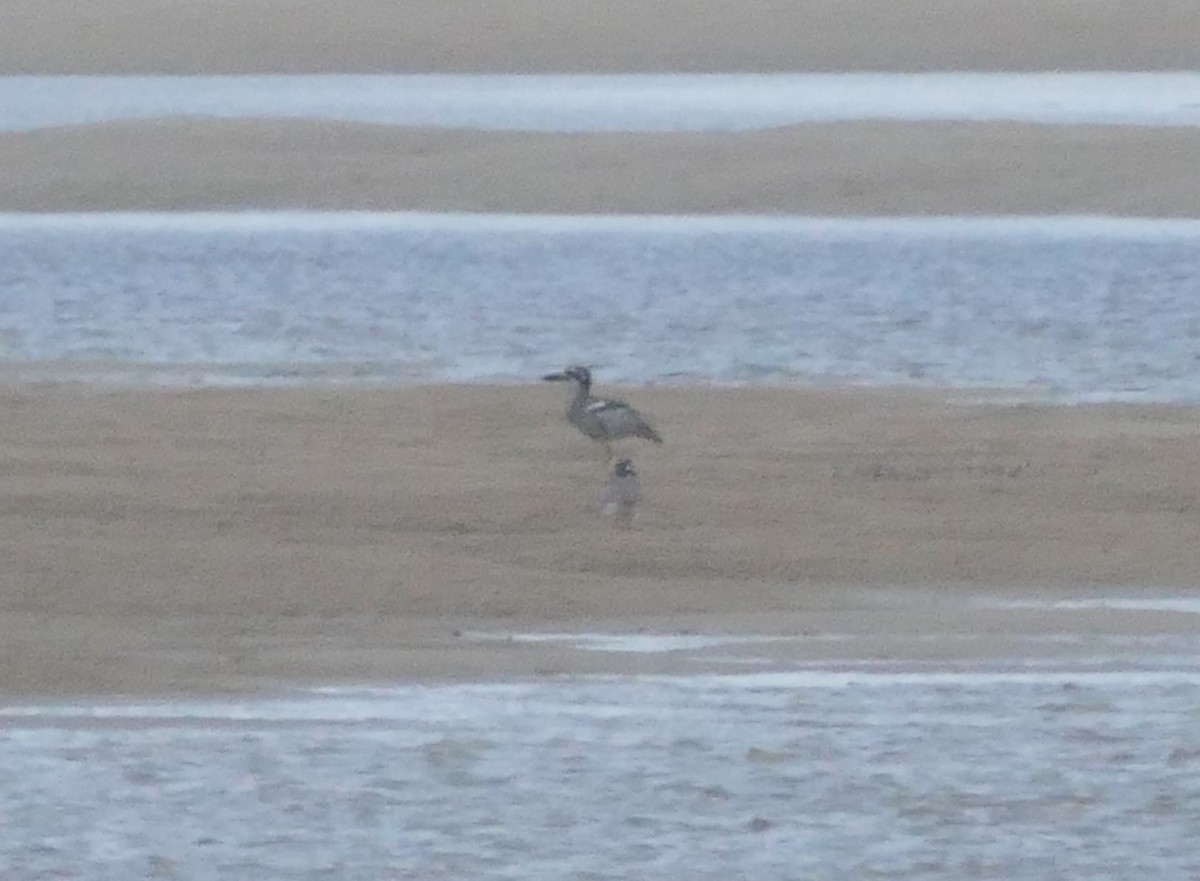 Beach Thick-knee - Chris Payne