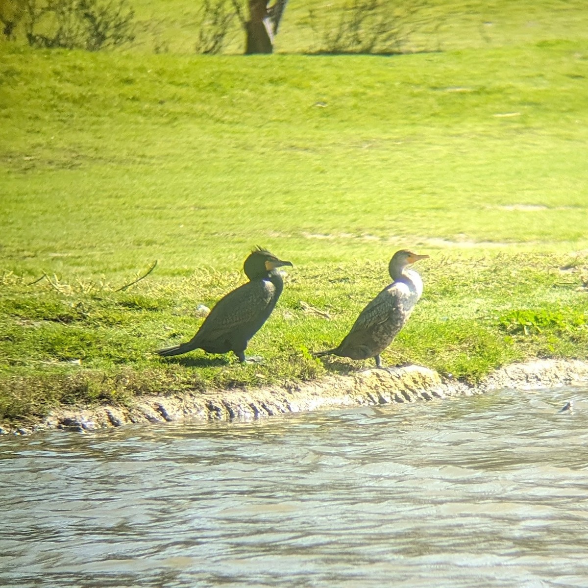 Double-crested Cormorant - ML615890333