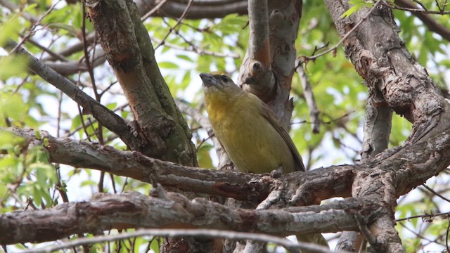 Hepatic Tanager - ML615890355