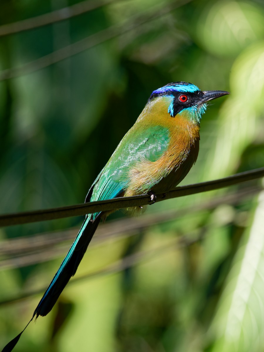 Lesson's Motmot - ML615890369