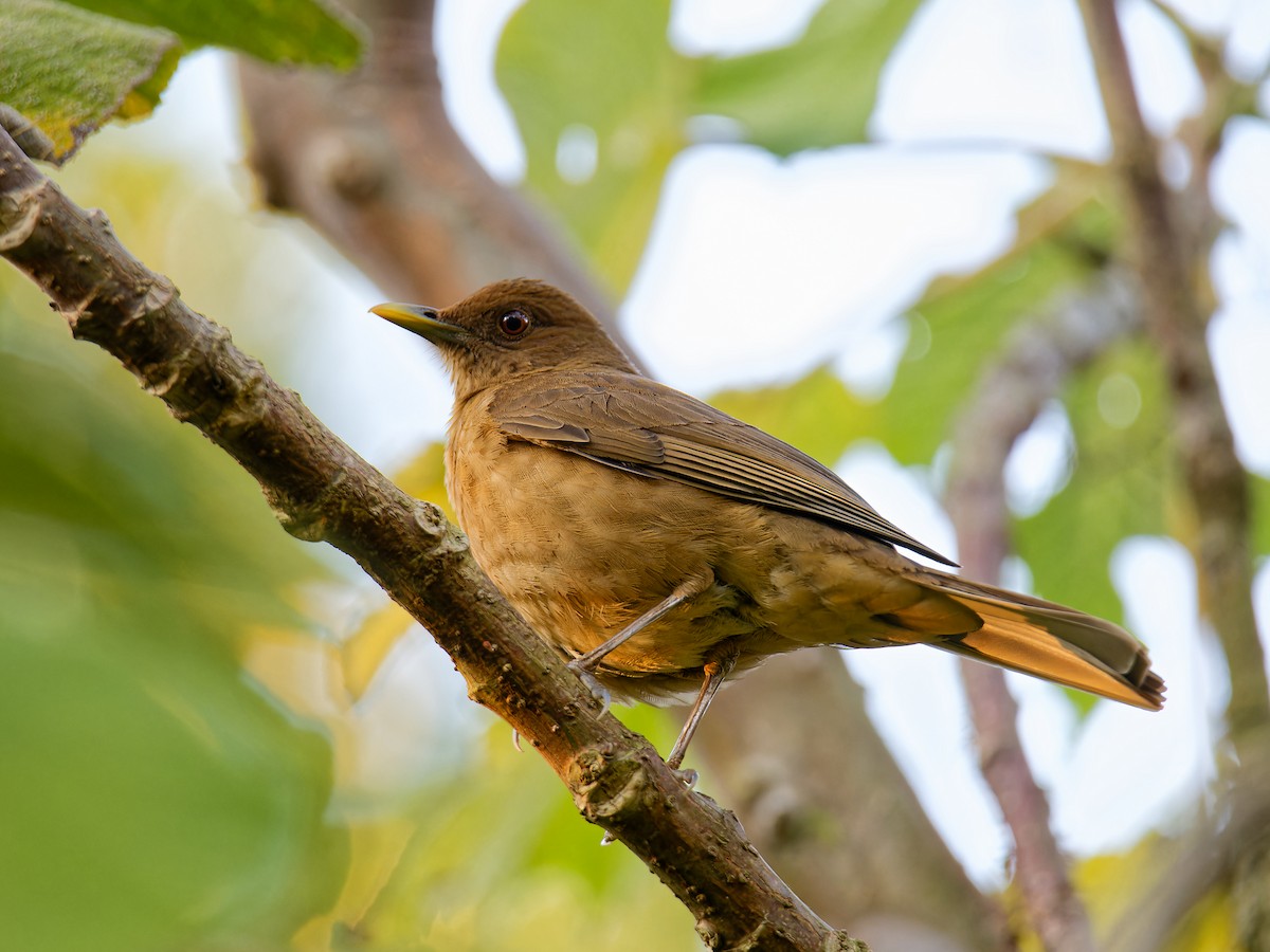 Clay-colored Thrush - Matthew Cameron