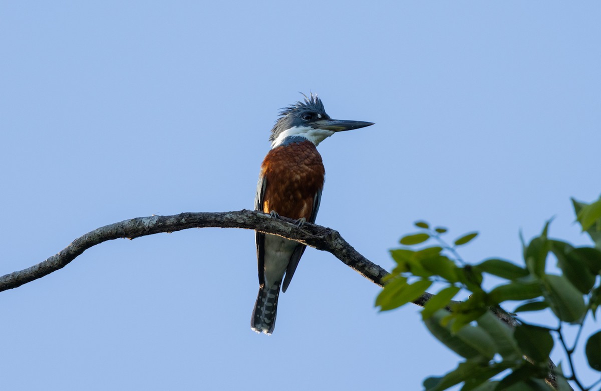 Ringed Kingfisher - ML615890444