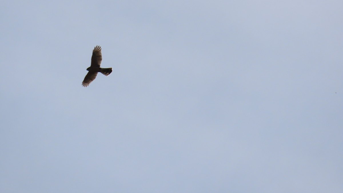 Sharp-shinned Hawk - Brian Nothhelfer