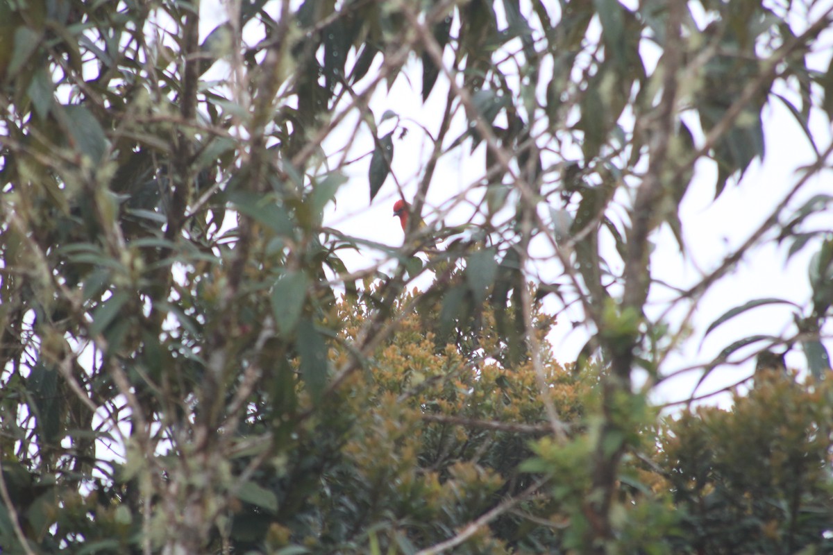 Red-hooded Tanager - ML615890668