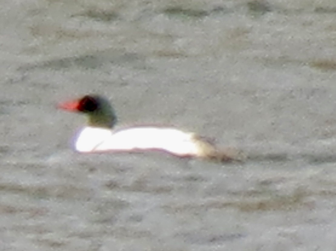 Common Merganser - ML615890736