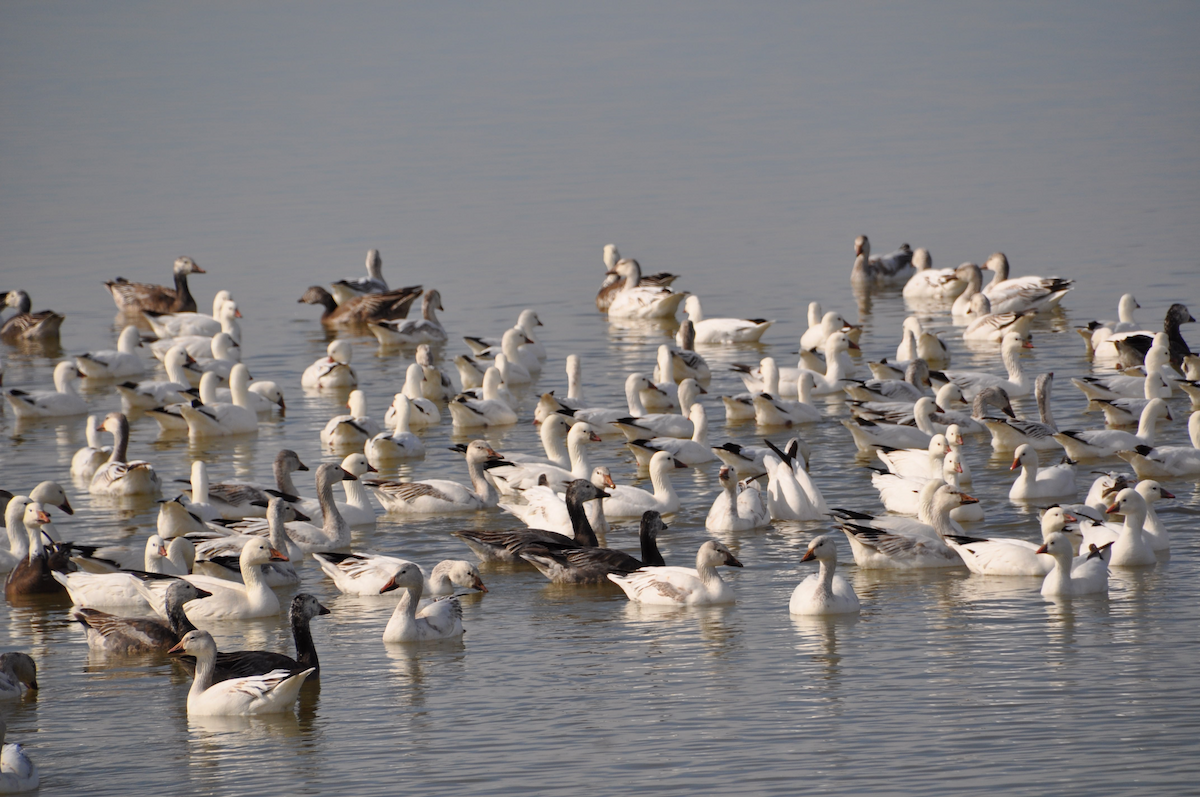 Snow/Ross's Goose - ML615890739