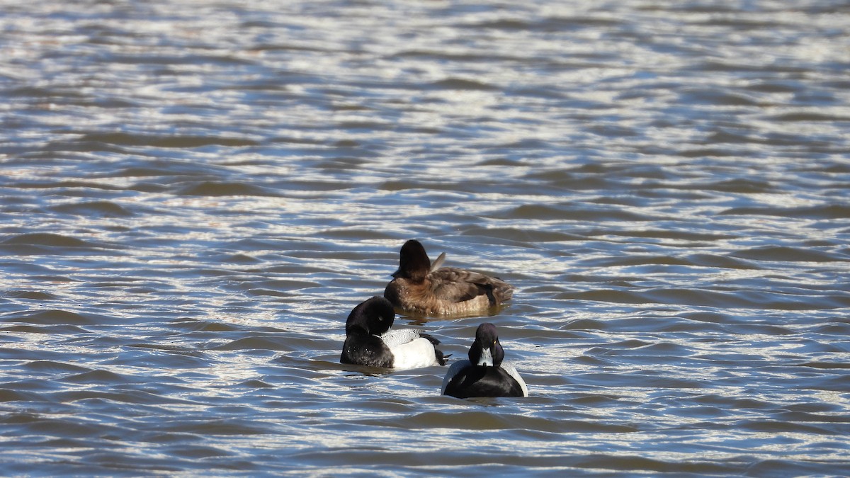 Lesser Scaup - ML615890754