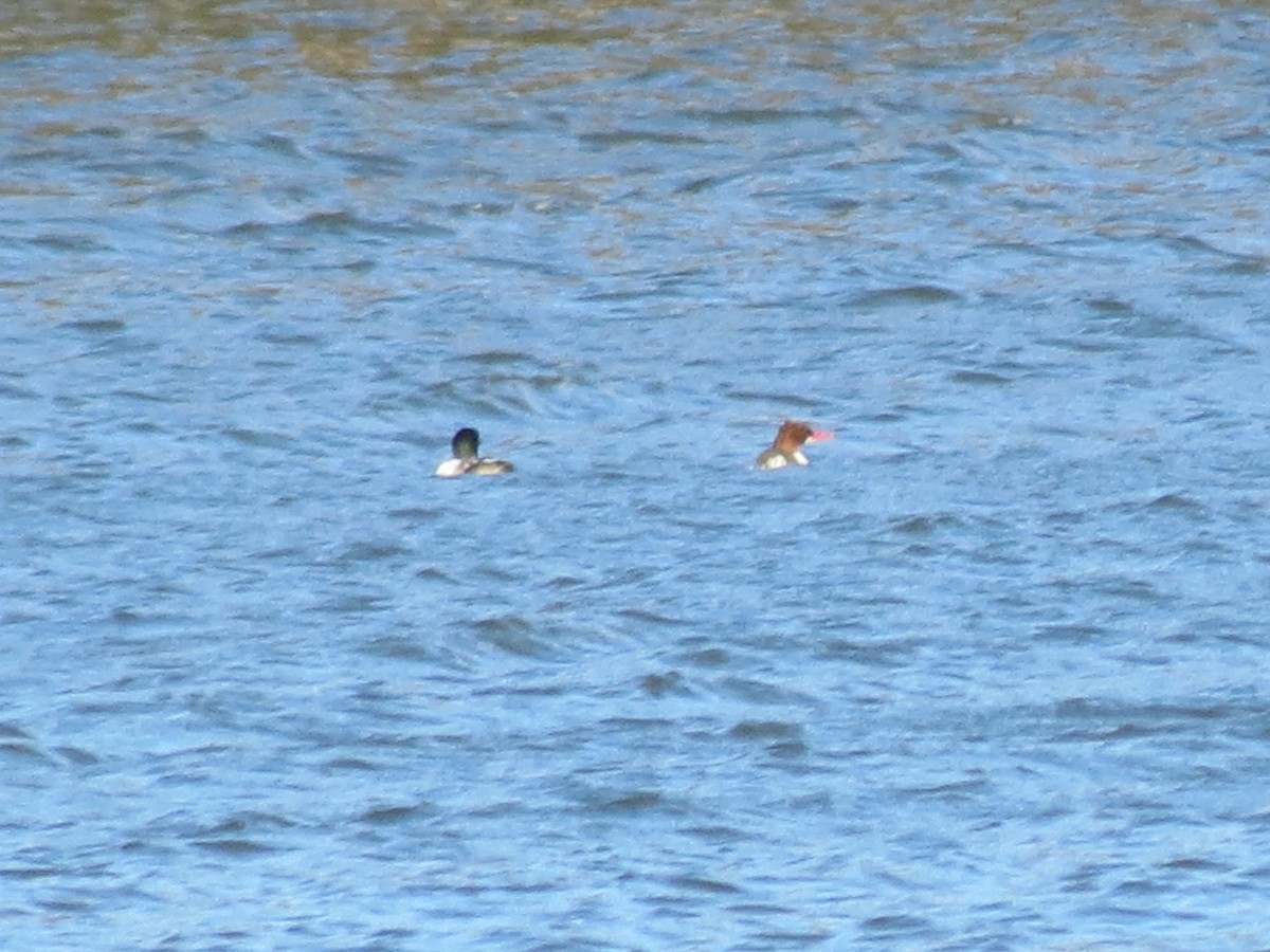 Common Merganser - ML615890772