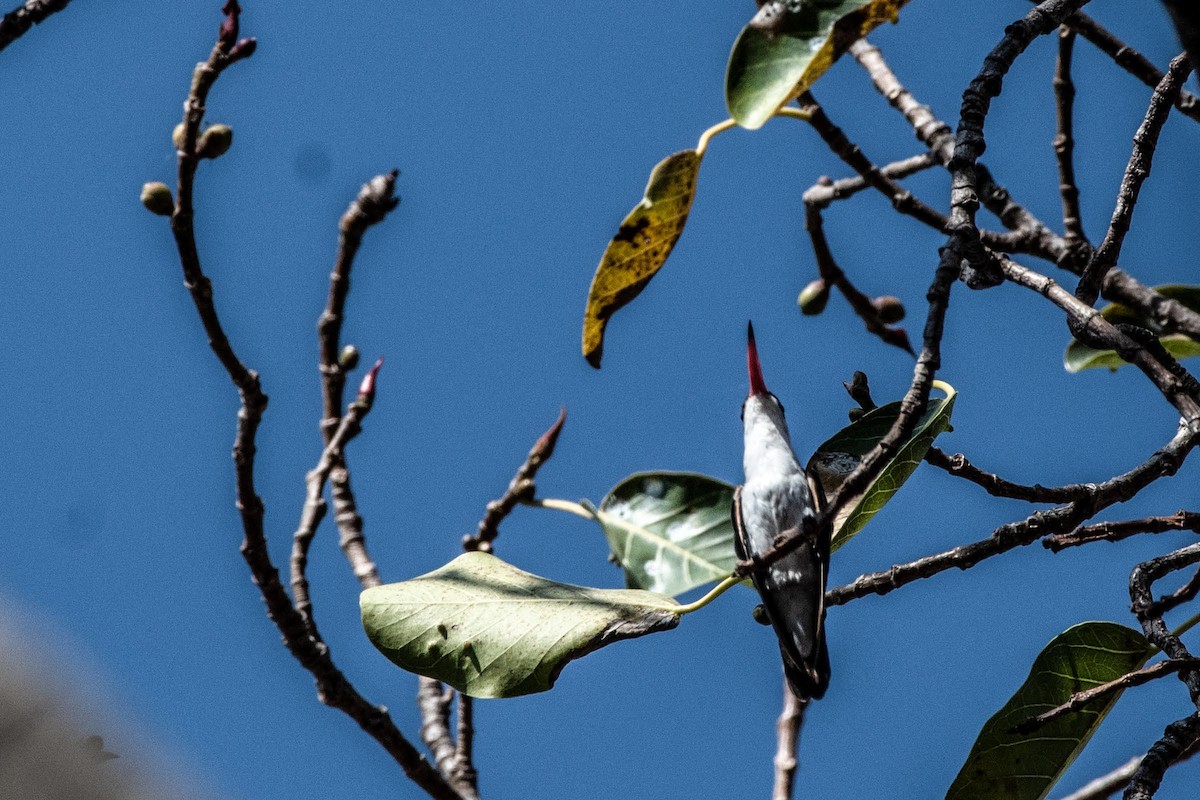 Green-fronted Hummingbird - ML615890776