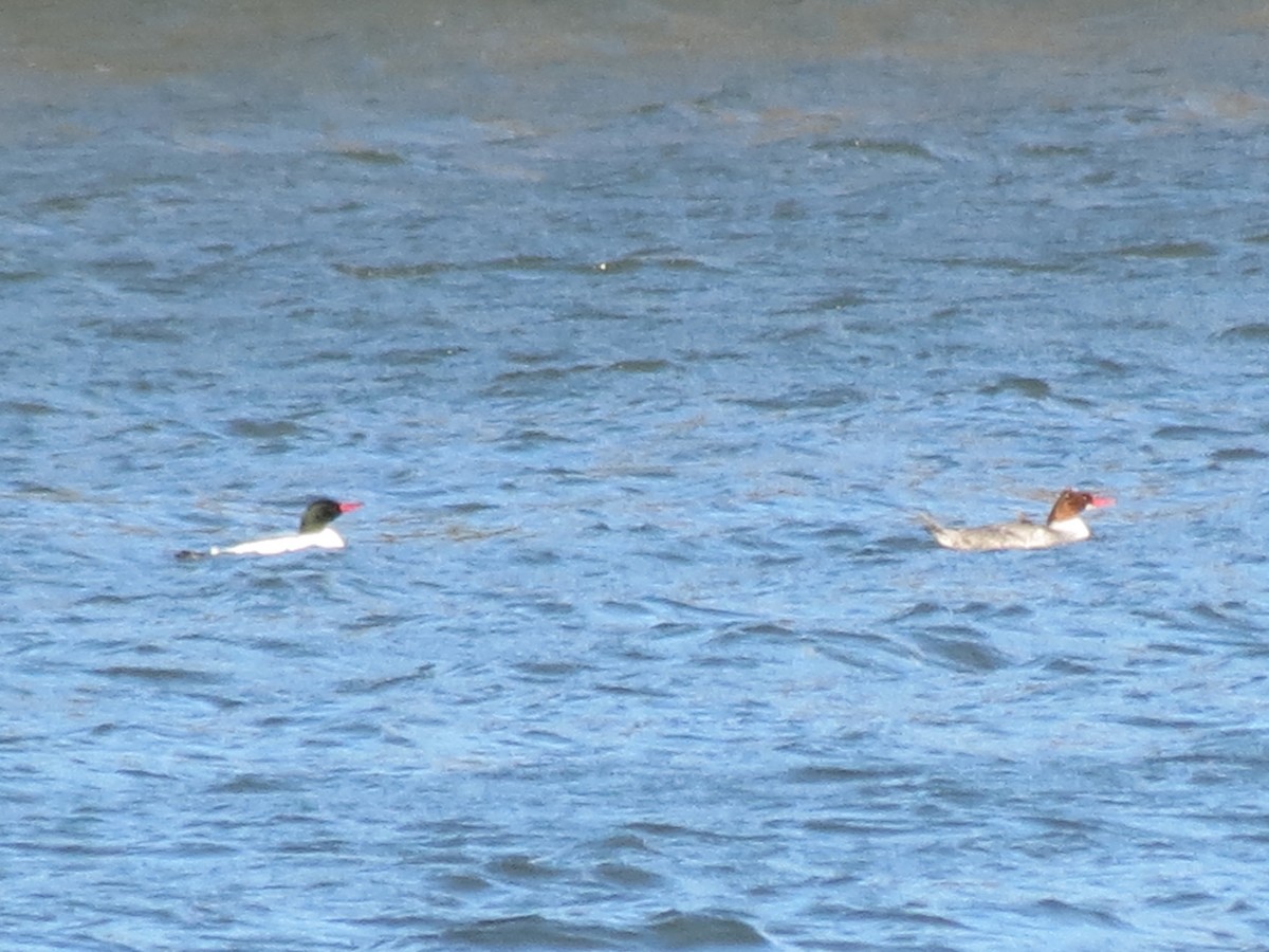 Common Merganser - ML615890780