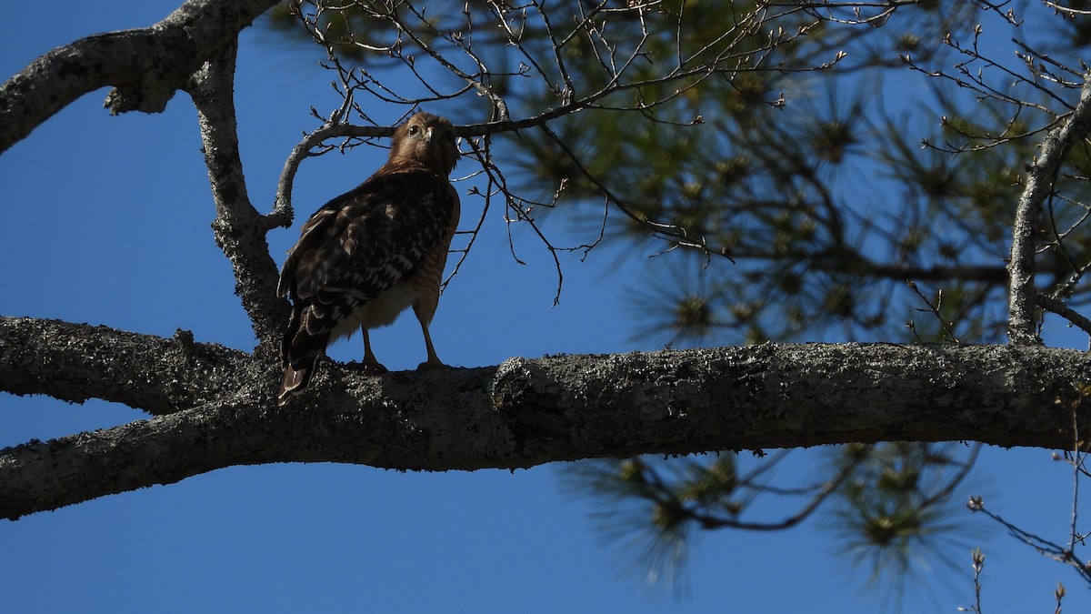 Red-shouldered Hawk - ML615890800