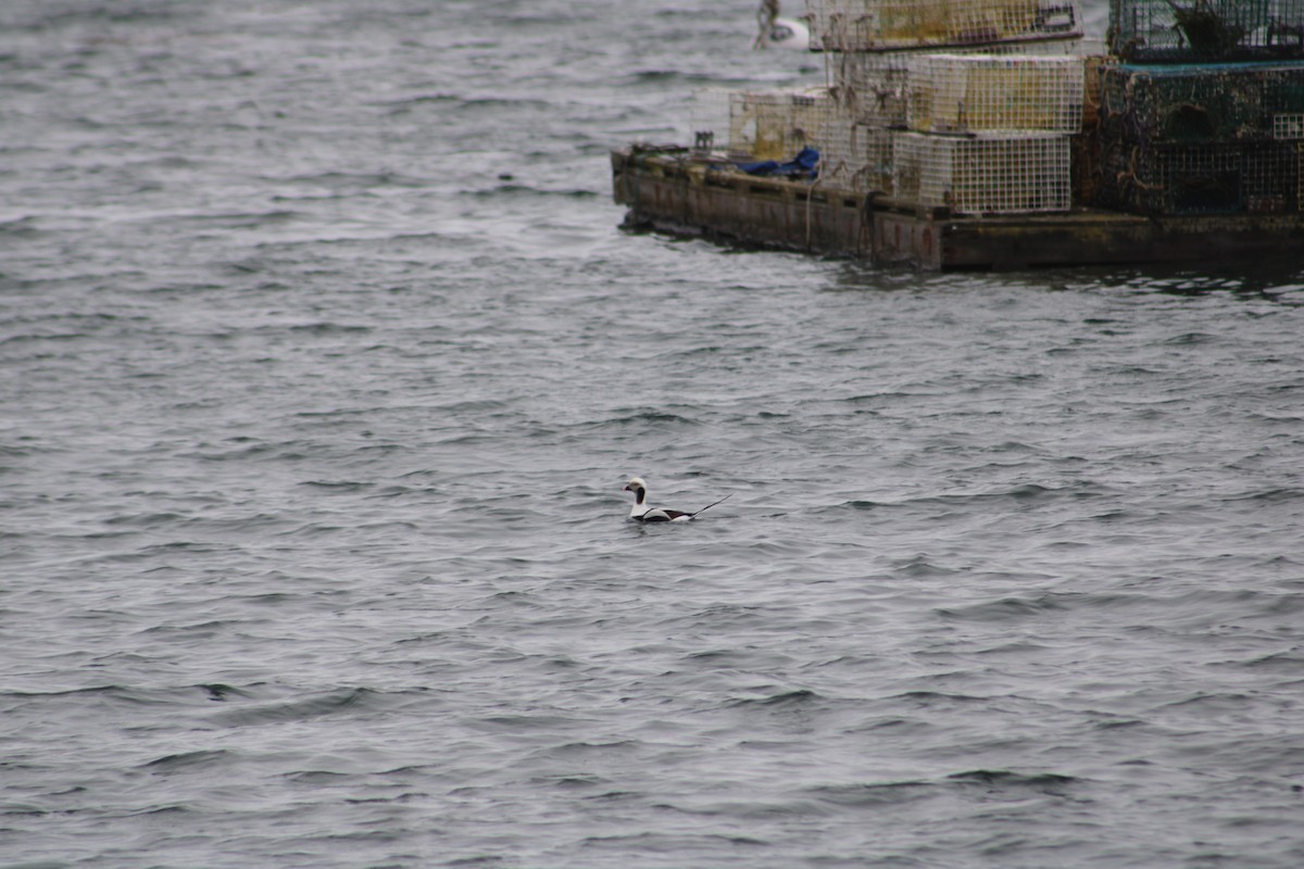 Long-tailed Duck - ML615890850
