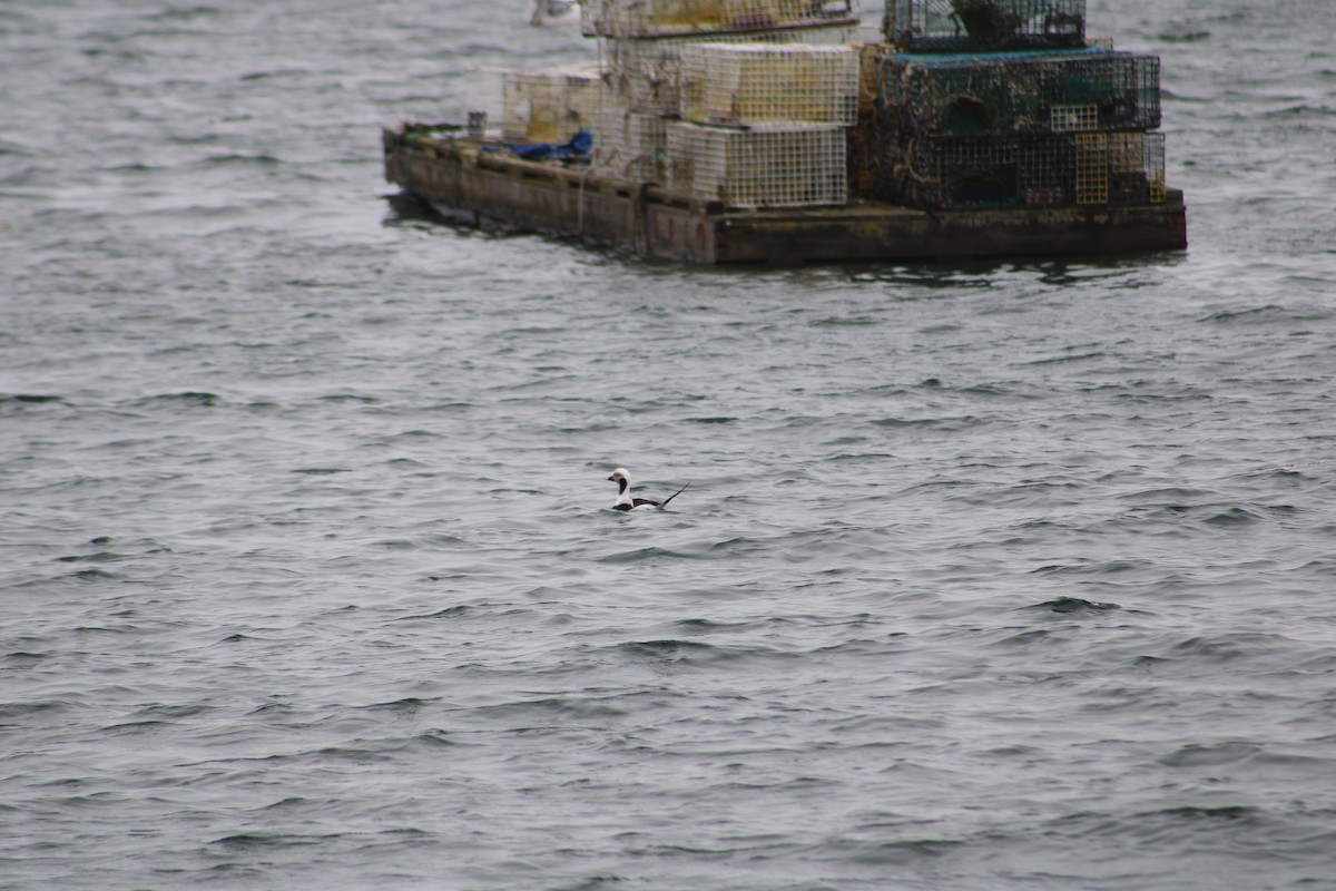 Long-tailed Duck - ML615890851