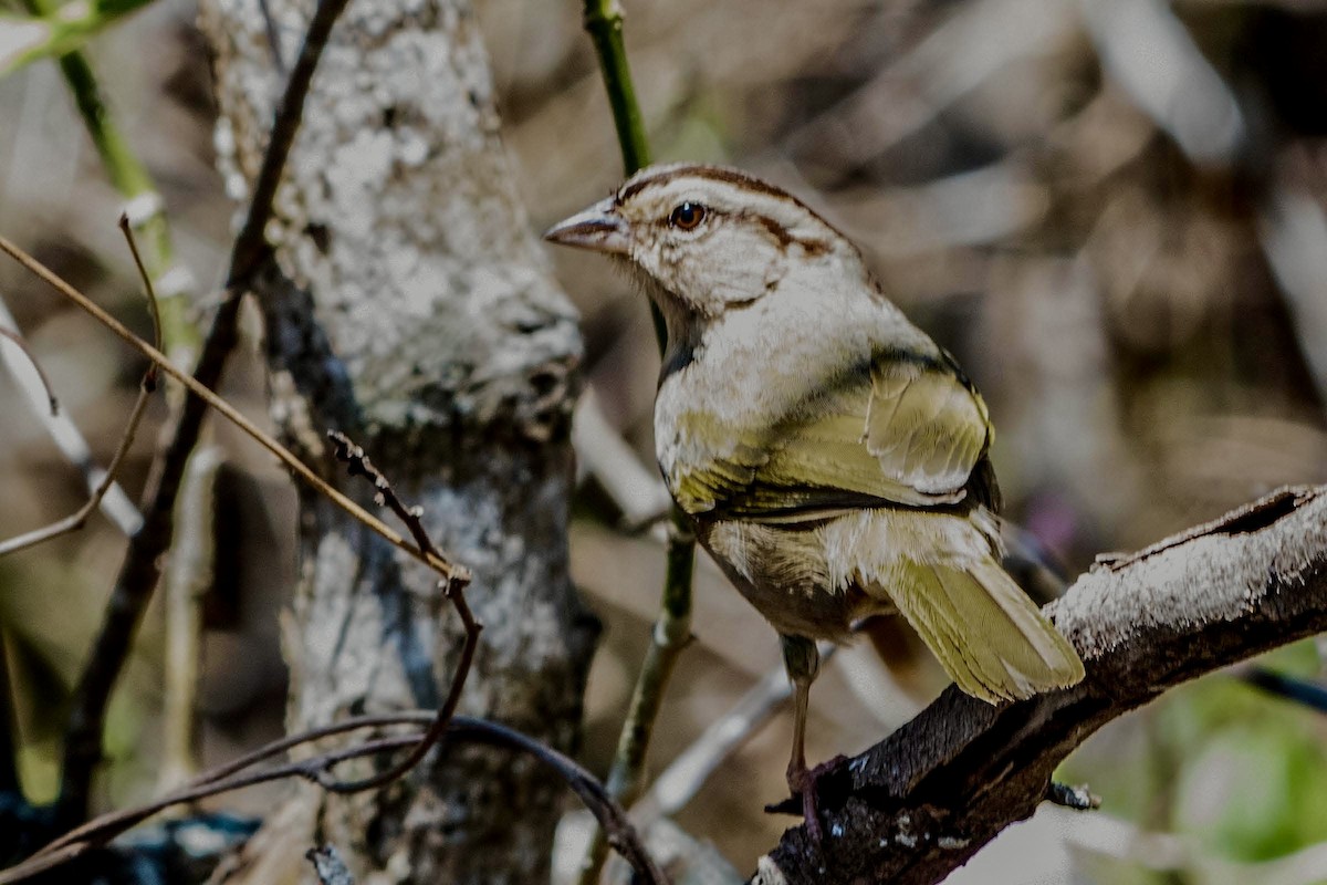 Olive Sparrow - Gayle Bachert