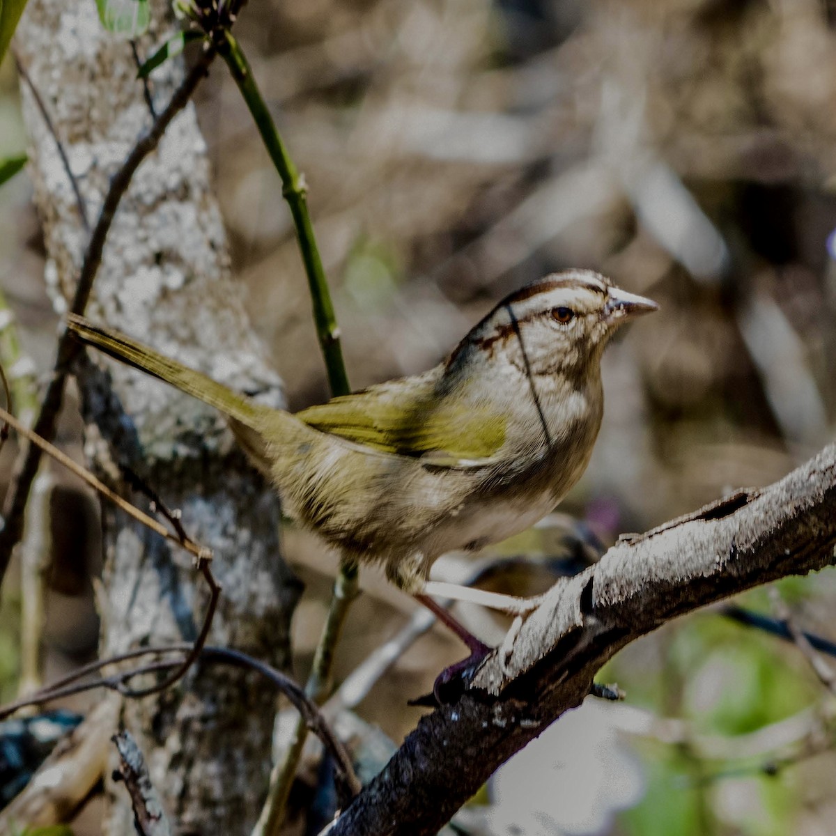 Olive Sparrow - Gayle Bachert