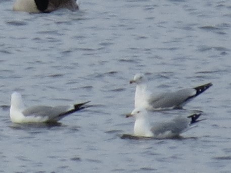 Ring-billed Gull - Robin Maercklein