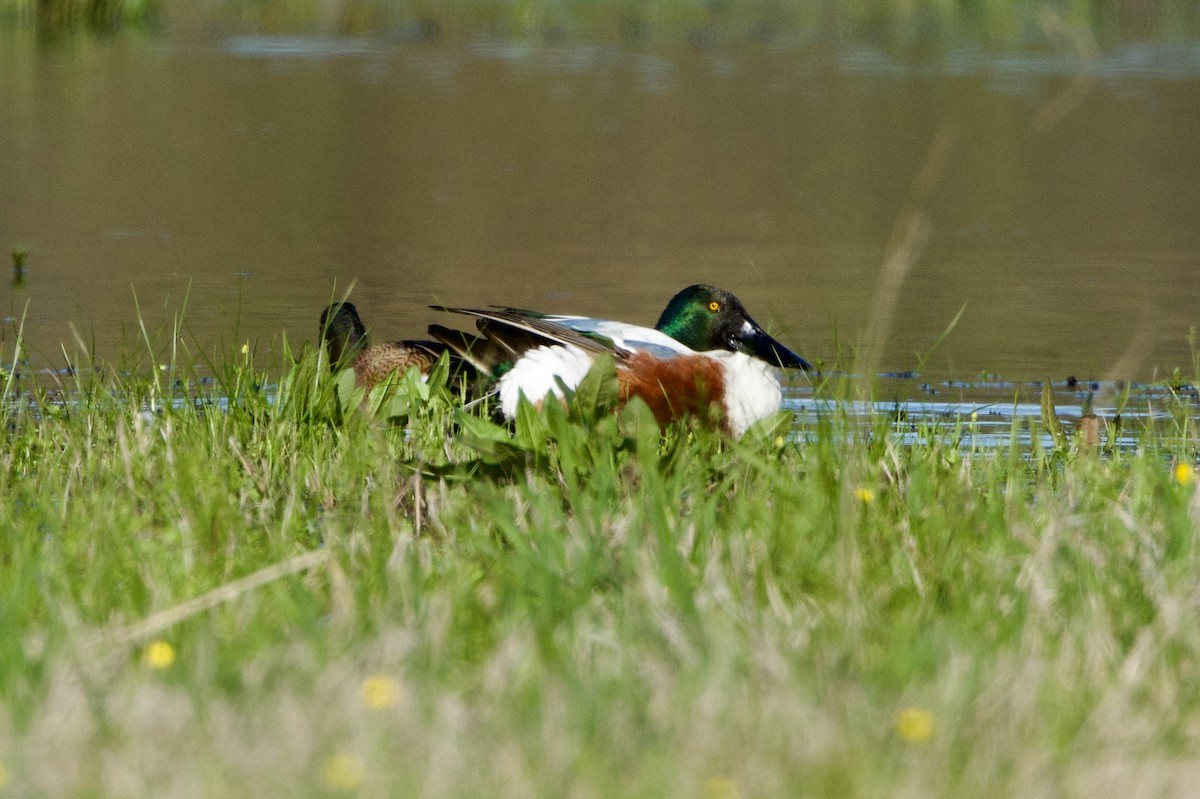 Northern Shoveler - ML615891020