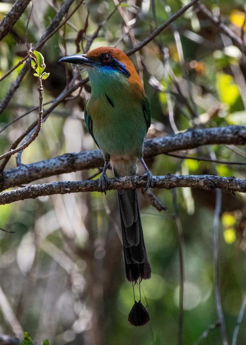 Russet-crowned Motmot - ML615891024